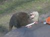 2011040701145453_k-Zoo 235.jpg